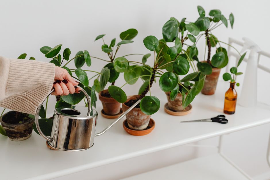 Person watering potted plants indoors with a metal watering can, showcasing plant care and greenery.